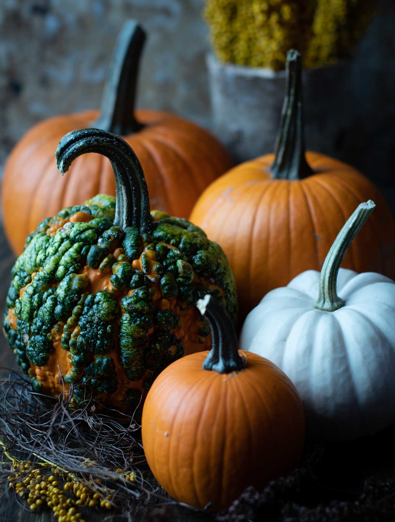 Group of different colored pumpkins