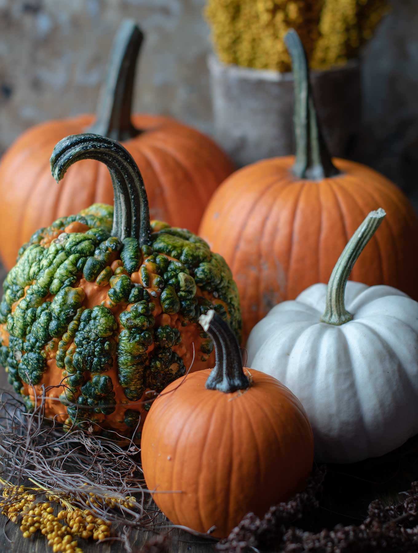 Assortment of fall pumpkins