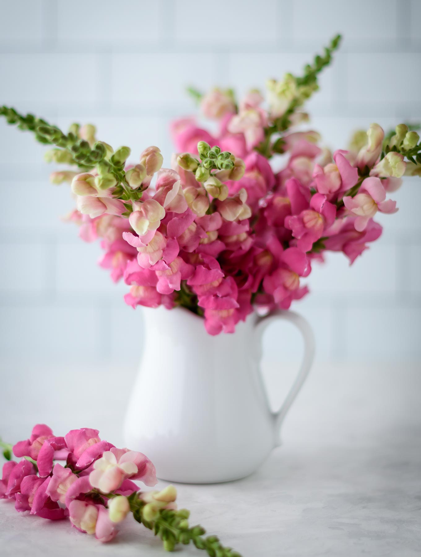 Vase of snapdragons