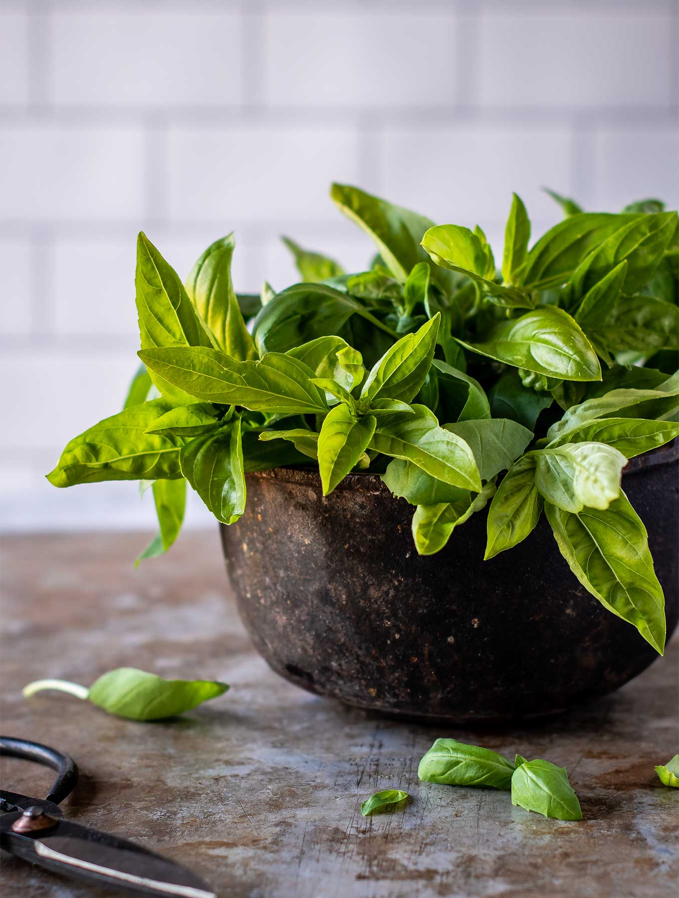 Metal bowl of fresh basil