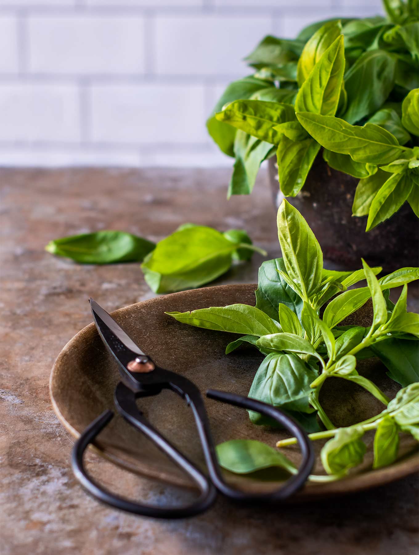 Plate of fresh basil with scissors