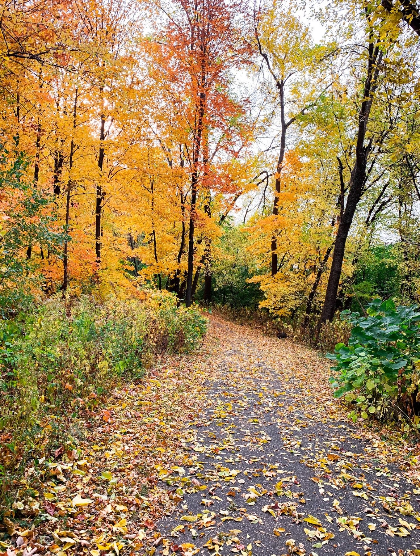 Path with trees with fall leaves